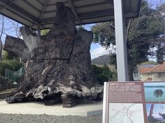 台風の時に流されて来て発見された大きな楠
どこにあったのかは不明だそうです。
