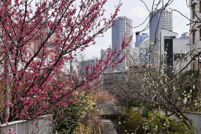 二ヶ領用水の花桃と大寒桜・寒緋桜2021～3月初めの美しい彩り