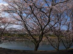 田布施川沿いに植えられた桜