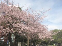 上野公園の入口では早咲きの桜が満開です！！
皆さんスマホで撮影☆彡