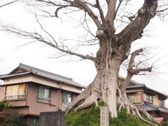 野村一里塚

この木はデカかった。