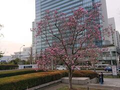 グランモール公園(横浜美術館前)に来ました。
ピンク色の木蓮の花が満開です。