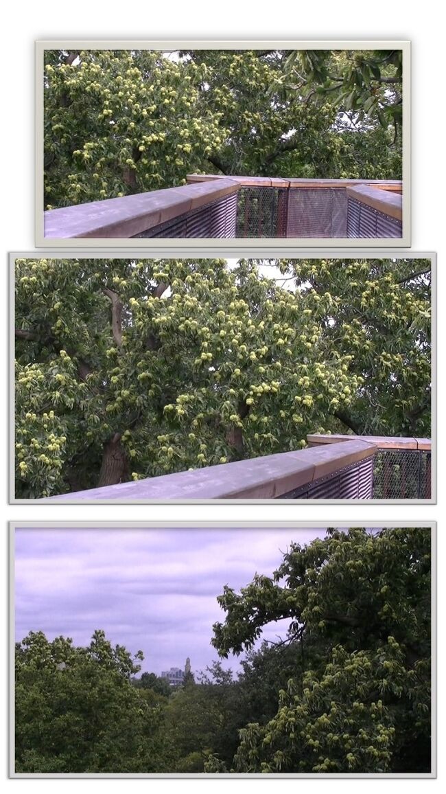 「Phizotron annd Xstrata Treetop Walkway」<br /><br />ここは高い回廊（2階以上の感じ）になっていて、目の前で木々を観察できたり、木々の高さを体験できる空間。<br /><br />遠目で回廊を写したはずでしたが・・消してしまったようです