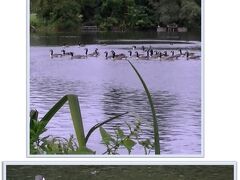 最後は池のほとりで水鳥を見ながら休憩