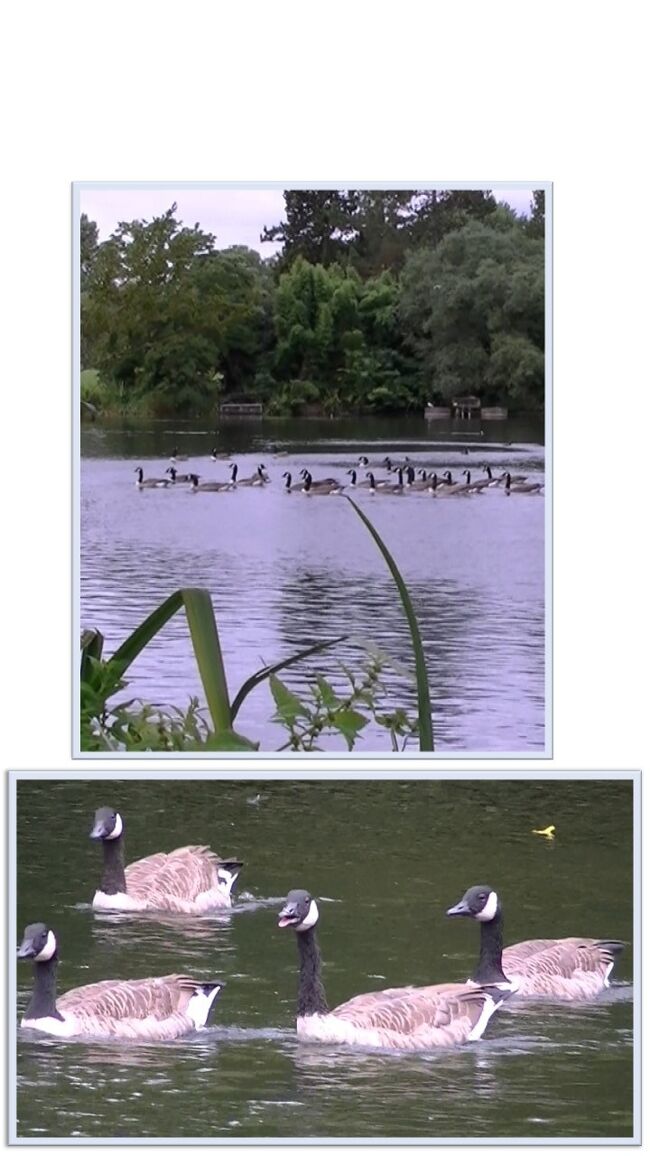 此処は人造湖らしいですが、自然湖のようでした。<br />色んな水鳥が泳いでいて癒される場所でした。<br /><br />私がオペラ・グラスで鳥を見ていたら、小さな子供が見たそうにしていたので、貸してあげました。<br />すると、クリスマスプレゼントはこれが良いな！と、お母さんに言っていて可愛かった（＾＾）