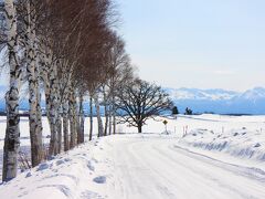 2月28日、本州各地では梅や菜の花などの花の便りが聞こえてきますが、北海道はまだ真冬です。ちょっと晴れ間が見えたので美瑛まで出かけました。ここはセブンスターの木が見える丘です。道路はごらんのような積雪。