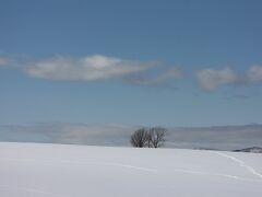 道路から見える親子の木です。ごらんのように積雪の多さで木の下部は見えません。