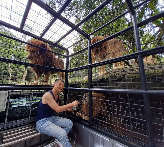 ライオンの餌付けツアーです。<br />出発から約1時間程度のツアーで、専用の車に乗り込み車内からライオンに餌付けをします。<br />間近でライオンの息遣いを感じられるお勧めツアーです。<br />価格は約2000円で、1時間に一回出発しますが、他に同乗する客がいない場合は出発予定時間外でも出発してくれます。