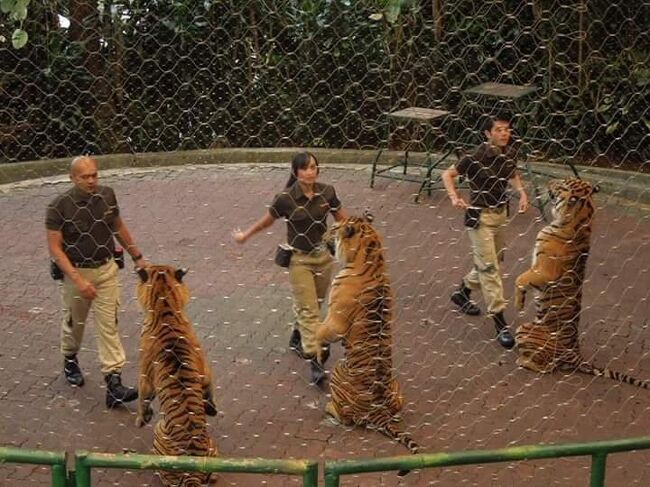 タイガーショーは大人気です。一日三回あります。（無料）<br />他にはイルカ、ゾウ、鷲、オットセイ等のショーもあります。