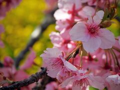 西平畑公園の河津桜と菜の花