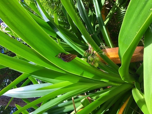 歩いていると・・・<br /><br />大きなカタツムリを数匹発見！！