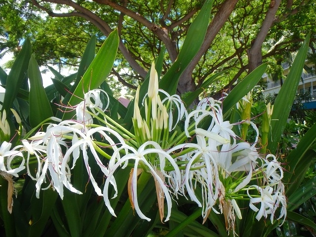 綺麗な花も咲いていますよ～(*^^*)