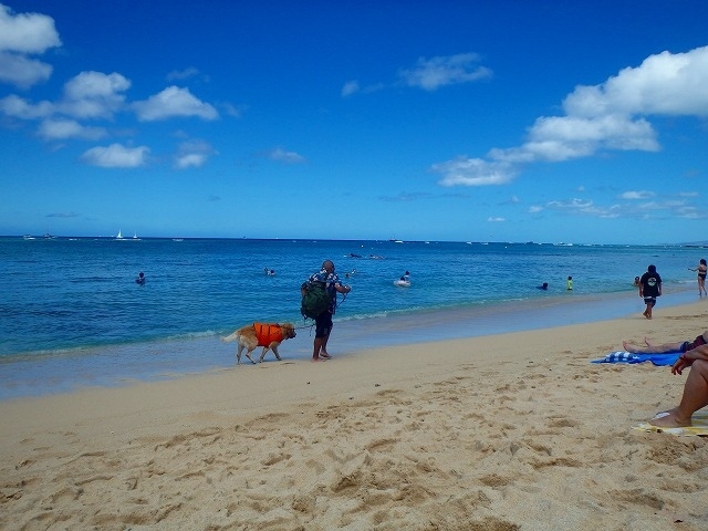 犬もライフジャケットを着けてお散歩。