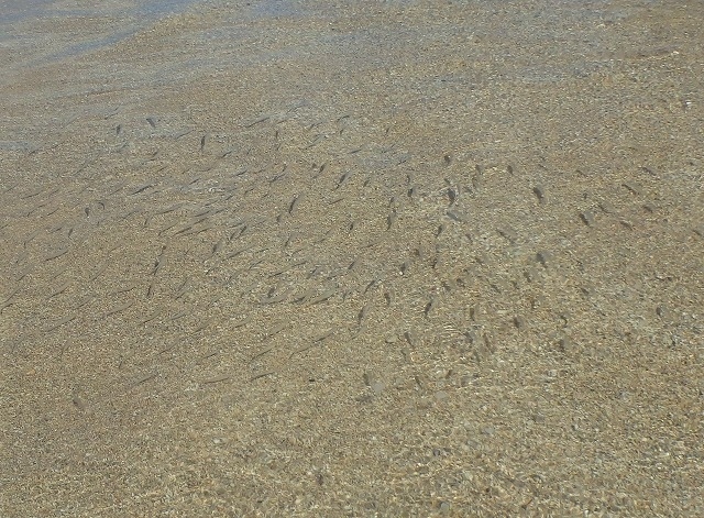 小さな魚がイッパイ泳いでました。