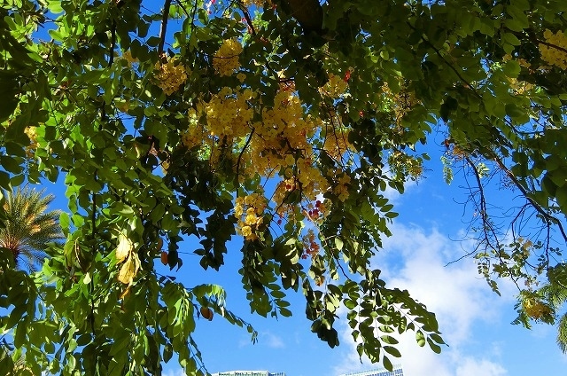 道沿いには色々な花も咲いています。