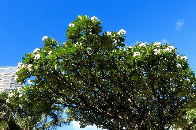 通りには先程のシャワーツリーや<br />大きなプルメリアの木もあります。<br /><br />