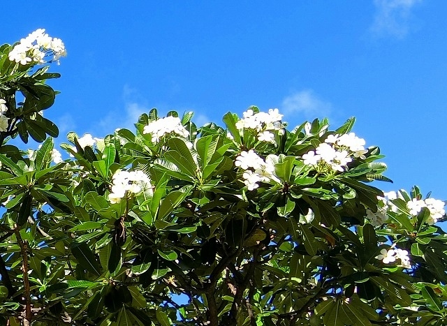 青空に映えますね(^^♪