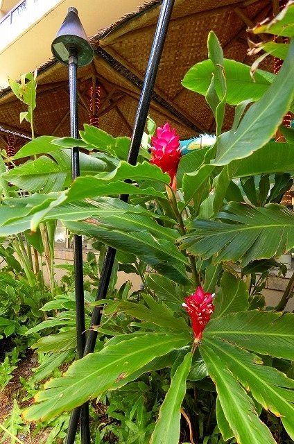 夕方６時。<br /><br />レッドジンジャーの花が咲いている通路を通り・・・