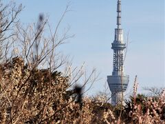 こちらも谷中霊園付近、満開を過ぎたような梅の木の向こうにスカイツリーが見えていました。
