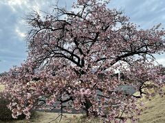 また別の日の日暮れ時。
河津桜を見に出かけていきました。