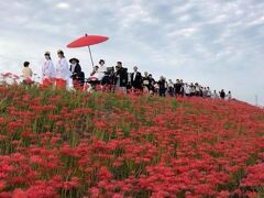 その舞台ともなった、新見南吉記念館近くの矢勝川へ。土手には、この時期約300万本の彼岸花が咲き乱れる。ちょうど一帯の「ごんの秋まつり」開催で、きつねの嫁入りの列に出くわした。何となくだけど、渾身の一枚。