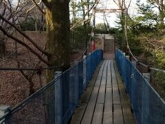 河津桜を観に行った日の夕方に、皇子が丘公園に初御代桜を観に行った。
公園にある吊り橋を渡る。