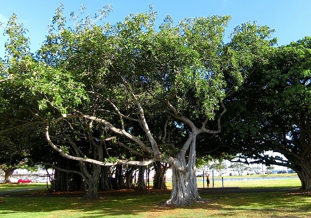 公園の中に面白い木がありましたよ～♪<br /><br />手前は枝がスゴイし・・・奥の木は根っこ？が巨大！！<br />なんだか遊びたくなるような楽しい木ですよね。<br /><br />公園の先はビーチになっているので、ピクニック気分で<br />遊びに来るのもいいかも(*^^)<br /><br />その後はアラモアナセンターでウロウロする私でした。。。(^^♪<br /><br /><br />以上３日目終了。<br /><br />