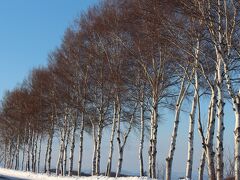 セブンスターの木の向かいには白樺並木の道があります。