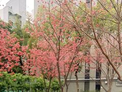 13：36、靱（うつぼ）公園では梅が咲いていた。