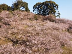 愛知県知多市大興寺

本来秋に開花する四季桜ですが
春の方が派手に咲きましたね