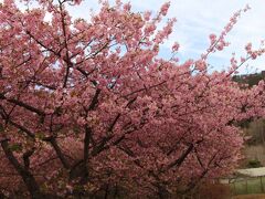 ようやく到着したのが「みかんの里　内藤園」。河津桜独特の濃いピンクの花が密集