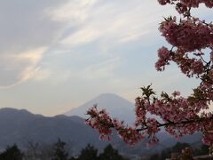 「内藤園」を出ると「ハーブガーデン」に直結。ボチボチシルエットになってきた富士をバックに河津桜にピントを合わせてみた
