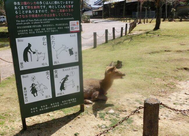 男性が自転車乗って鹿煎餅