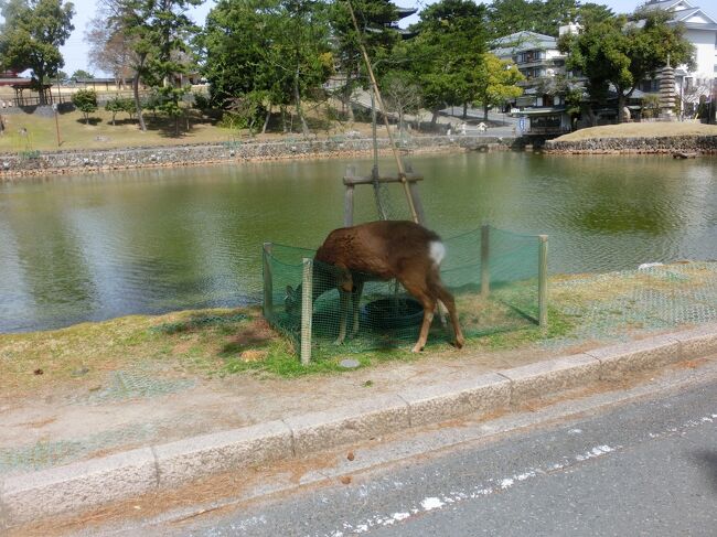 男性が自転車乗って鹿煎餅