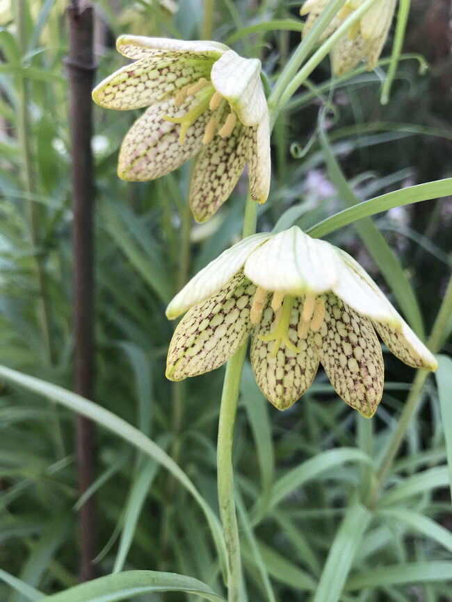 前回は上から目線でしたが、花が開いたので下から写してみました。<br />別名。アミガサユリの名前が分かる網目があります＾＾