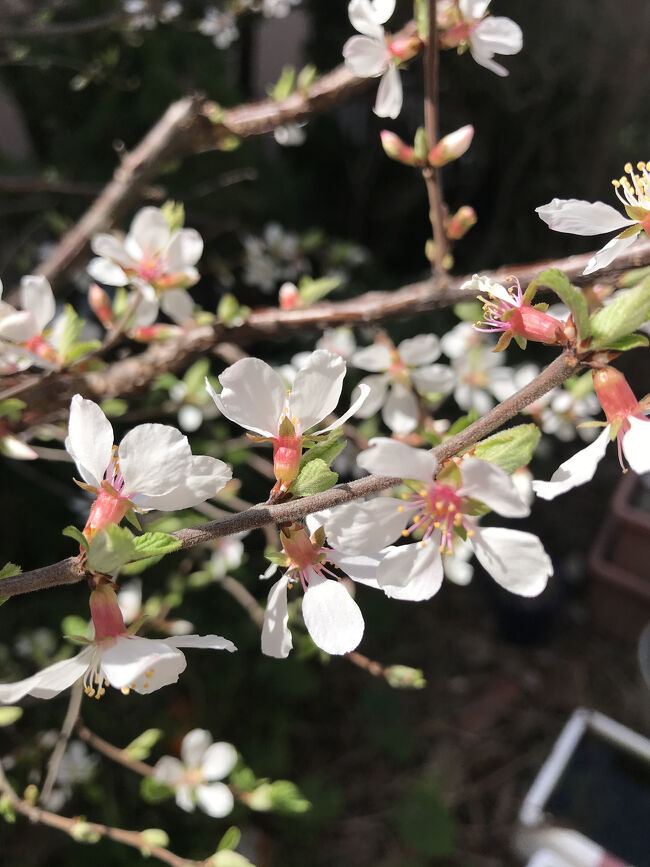 ユスラウメも満開になりました。