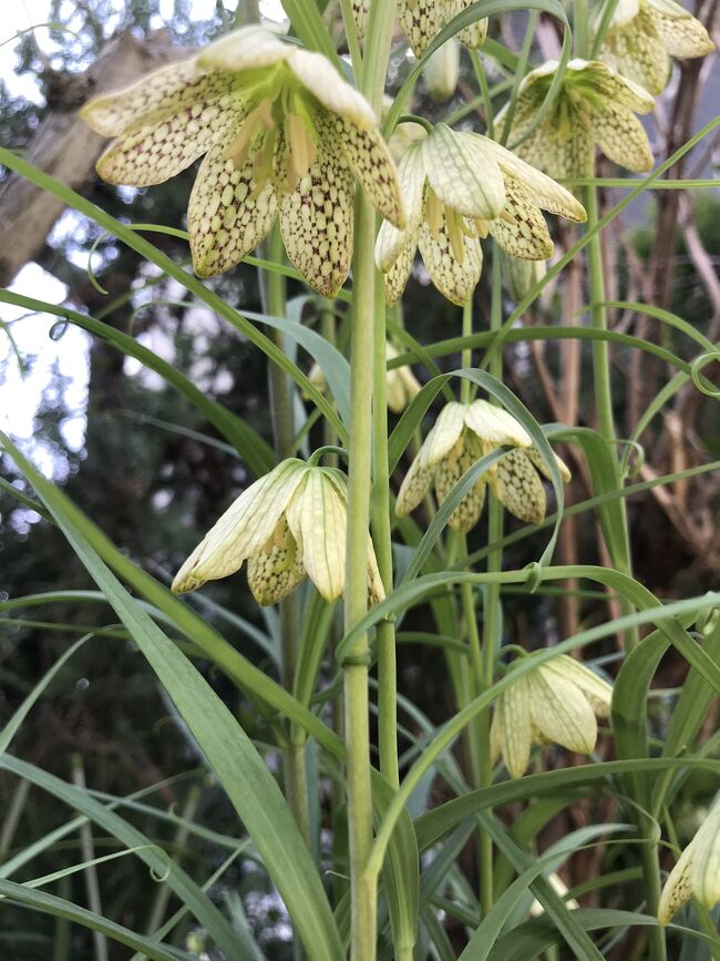 2021．3.17。<br />貝母・アミガサユリとも呼ばれ中国原産のユリ科の多年草。