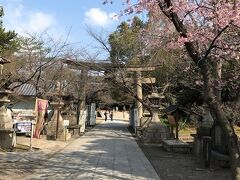 駅からすぐの道明寺天満宮。桜が咲き始めてます