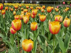 これ、横浜公園の季節到来