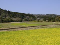 家から自動車で小湊鉄道・養老渓谷駅近くの石神の菜の花畑にやってきました。
近くの県道脇には駐車場があります。