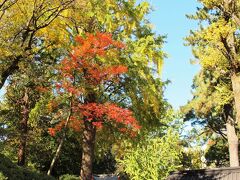 「冬銀杏そびらに朱き透かし塀」　　　　　　　　　２０２０．１１
　　　　　　　　　　　　　　　　　　　　　　      根津神社


