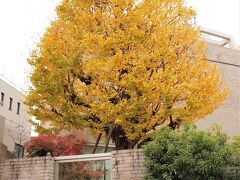 「鴎外の遺る狭庭の冬銀杏」　　　　　　　　　２０２０．１２
　　　　　　　　　　　　　　　　　　　　　　森鴎外記念館

