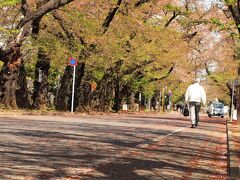 谷中霊園