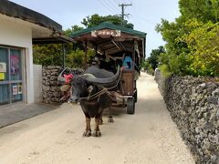 竹冨島の代表的な観光のひとつが水牛車観光です。
赤瓦の屋根にシーサーののった沖縄の原風景的な街並みを、水牛の引く牛車ののって、ガジュマルやデイゴなど四季折々の花々を眺めながら、ガイドさんが三線をひきながら歌う沖縄民謡の安里屋ユンタを聞きながらノンビリ巡ります。
竹富港で船を降りると乗り場までの送迎者が港で待っていて予約してのることができます。
