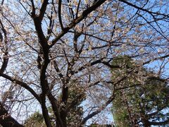 【府中の森公園 府中 2021/03/18】

姉と府中の森公園を散策しました。公園内には、桜並木や桜の木も植えられていますが、花が咲いているのは数本だけでしたが、満開になると桜並木は見事なものです。嬉しいことに、私の好きな土筆を数本ですが、見つけることができました。
電話番号：042-364-8021
住所：〒183-0001府中市浅間町1-3-1 