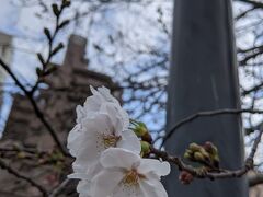 お彼岸の土曜日、いよいよ桜も咲きました!