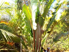 マダガスカルの固有植物