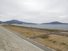 堤防に上って海の方を見ると、高田の松原再生のために松の苗木が植えられている。この苗木が育って松原になるのは早くても2，30年後かな。