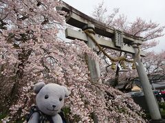 徳佐八幡宮のしだれ桜並木を散策