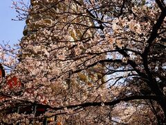 ３月２３日（火）

阪急宝塚駅から花のみち方面へと進むと、目の前にはさくら、桜、サクラ！！